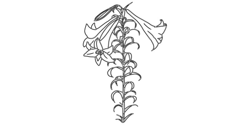 Lily of the valley