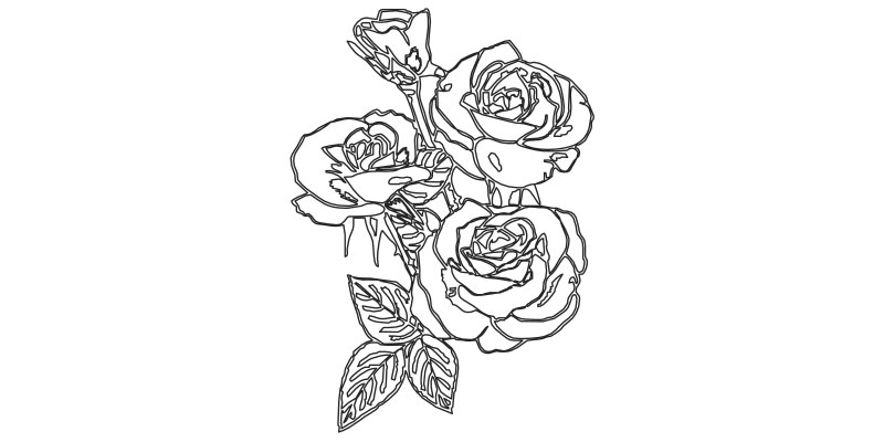 Rose 01